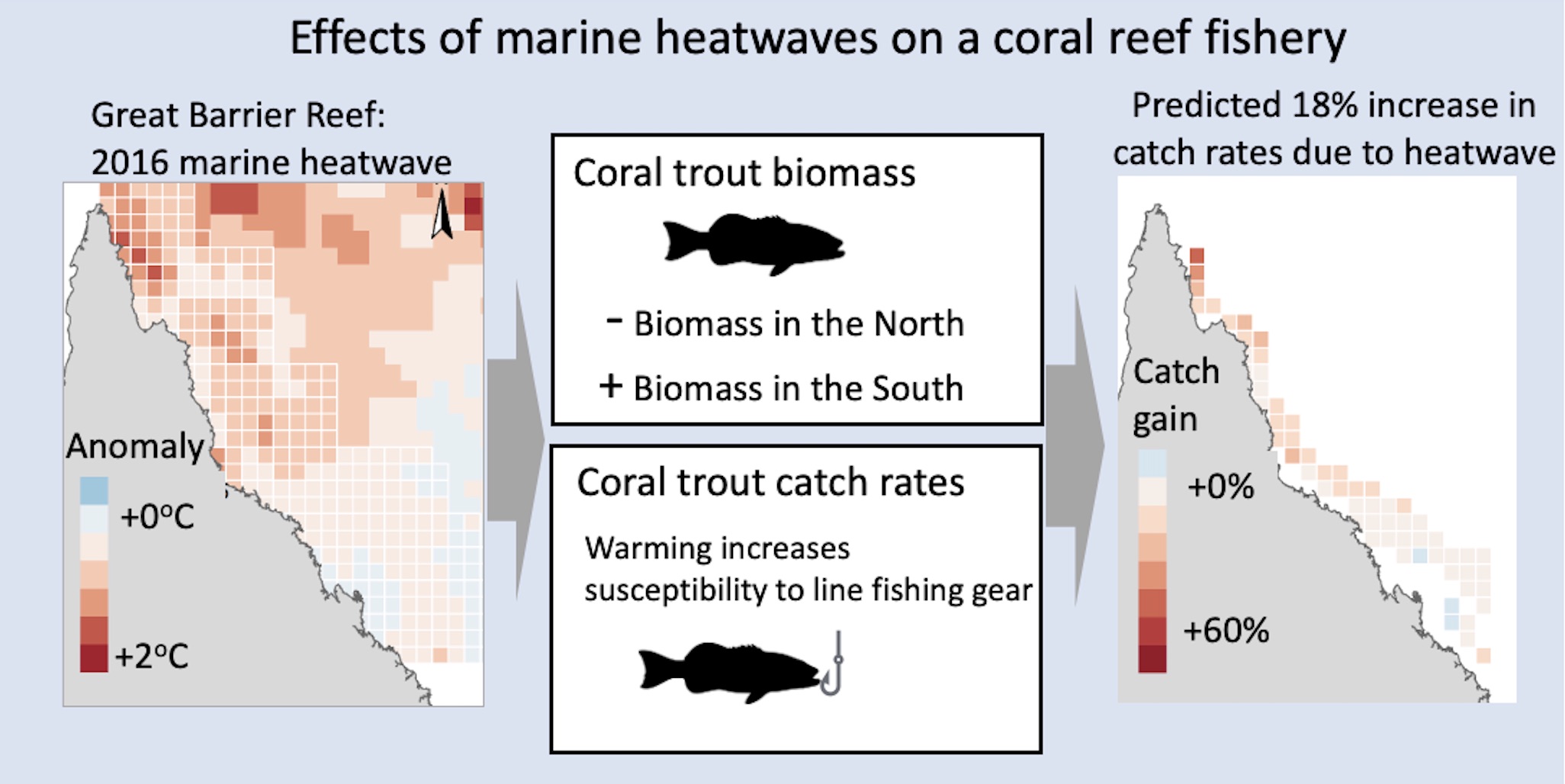 effects of heatwaves on coral trout