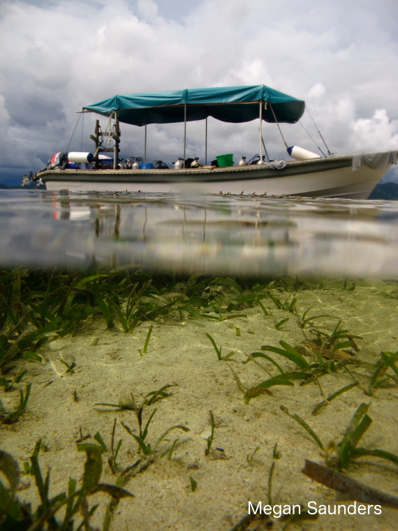 seagrass