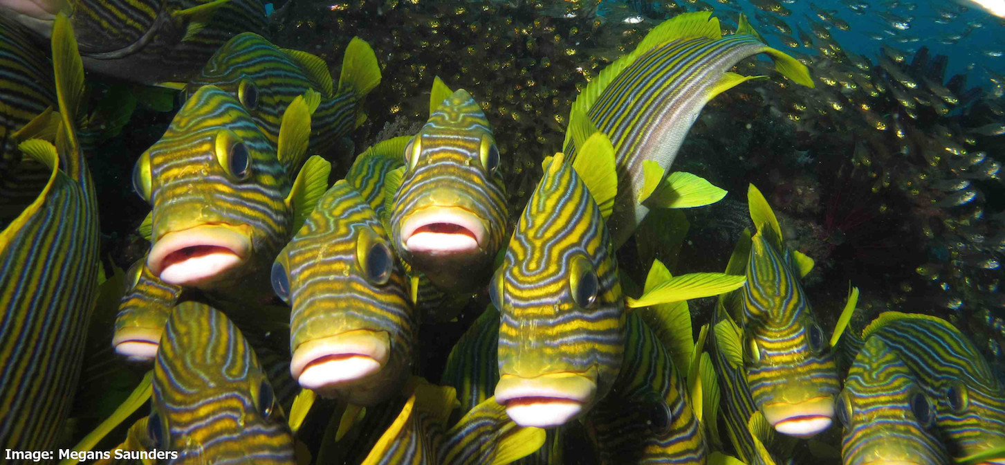 sweetlips on a reef