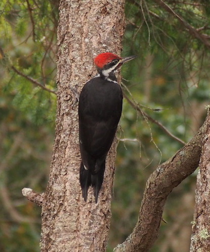 woodpecker